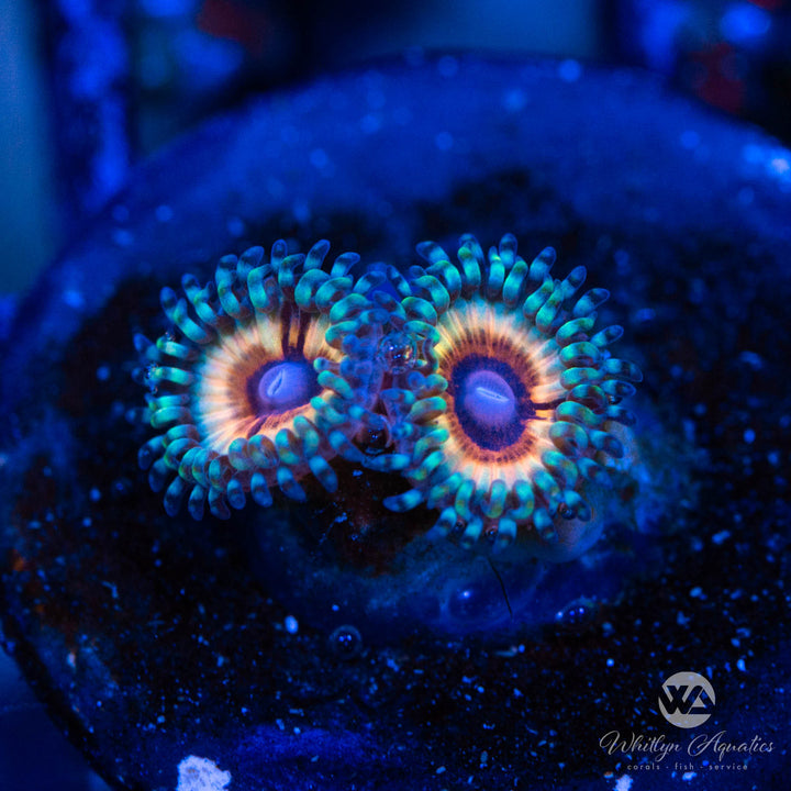 Vampire In Drag Zoanthid