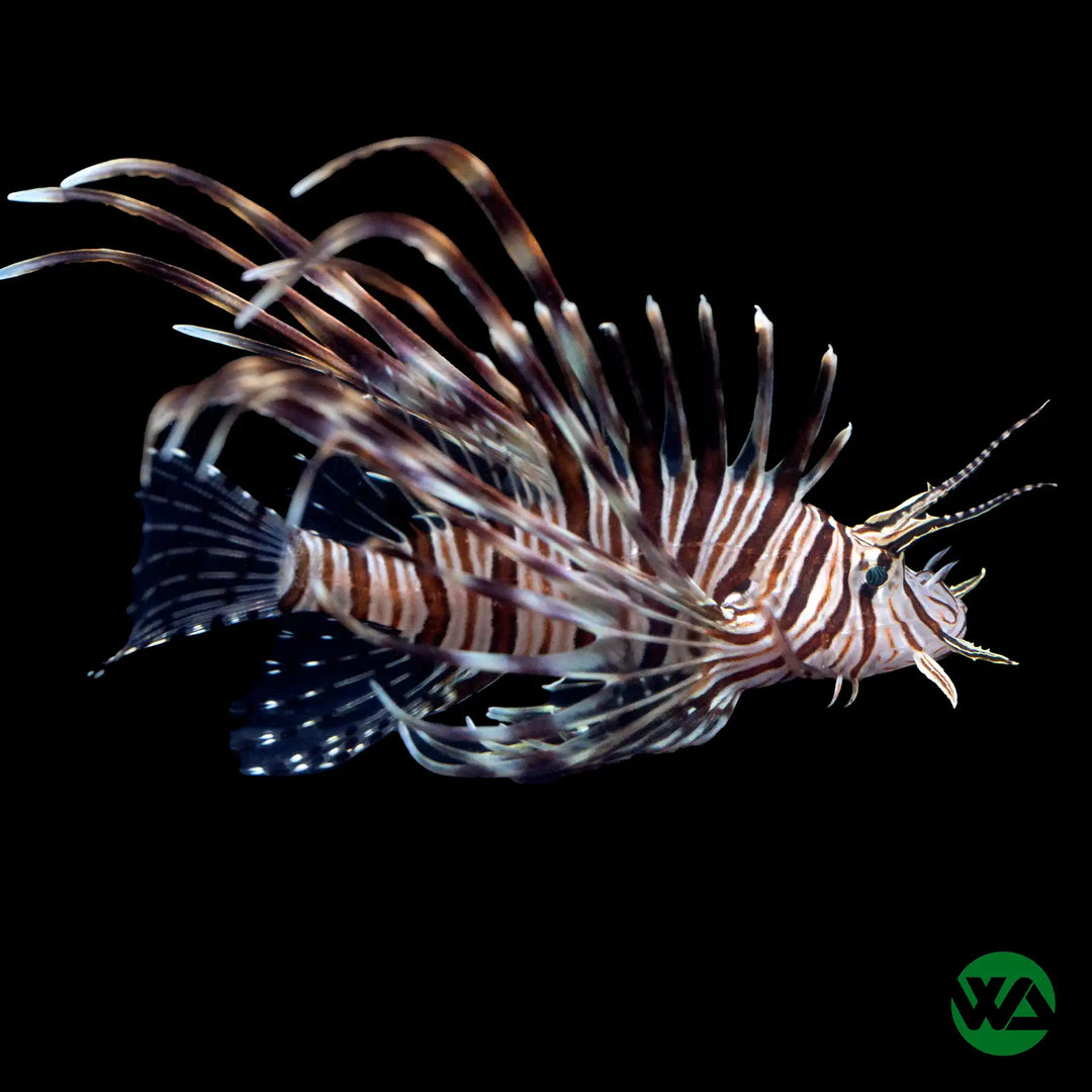 Volitan Lionfish