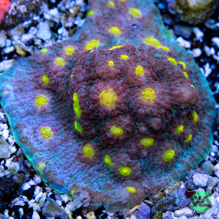 WA Easter Egg Chalice Coral