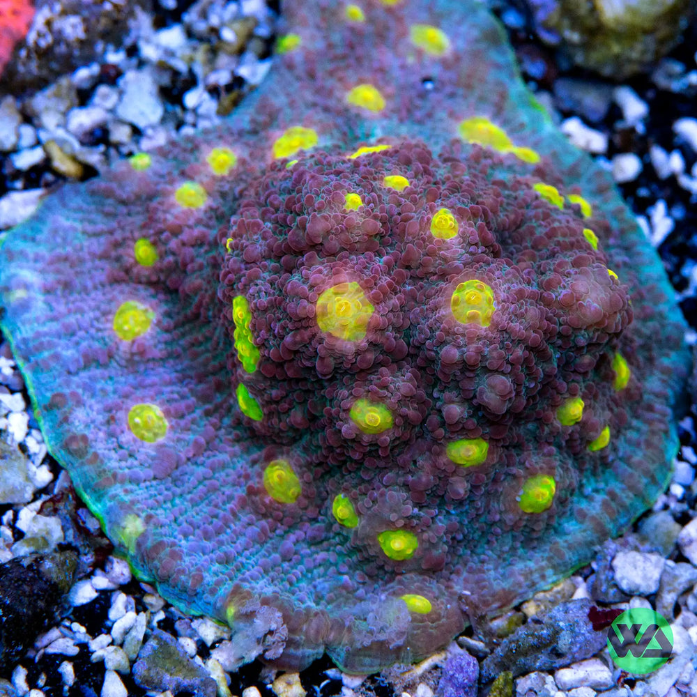 WA Easter Egg Chalice Coral