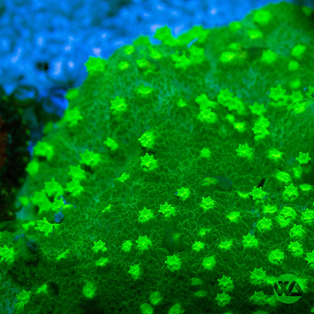 WA Bling Bling cyphastrea Coral