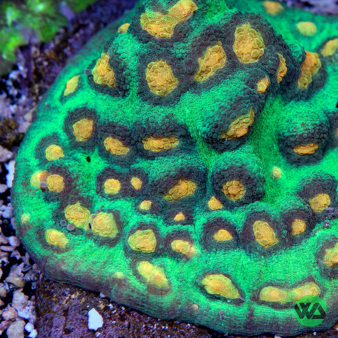 WA Raja Rampage Chalice Coral