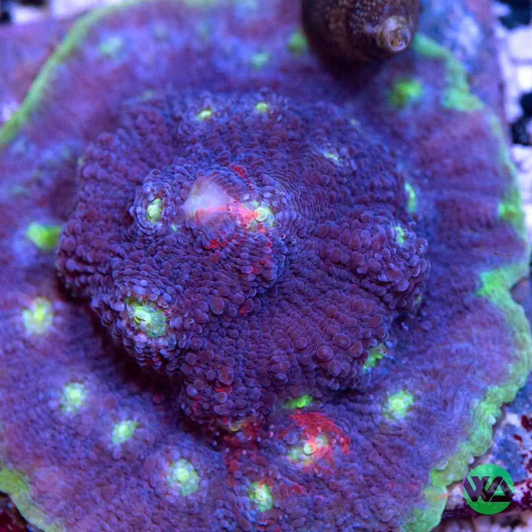 WA Reverse Hulk Chalice Coral
