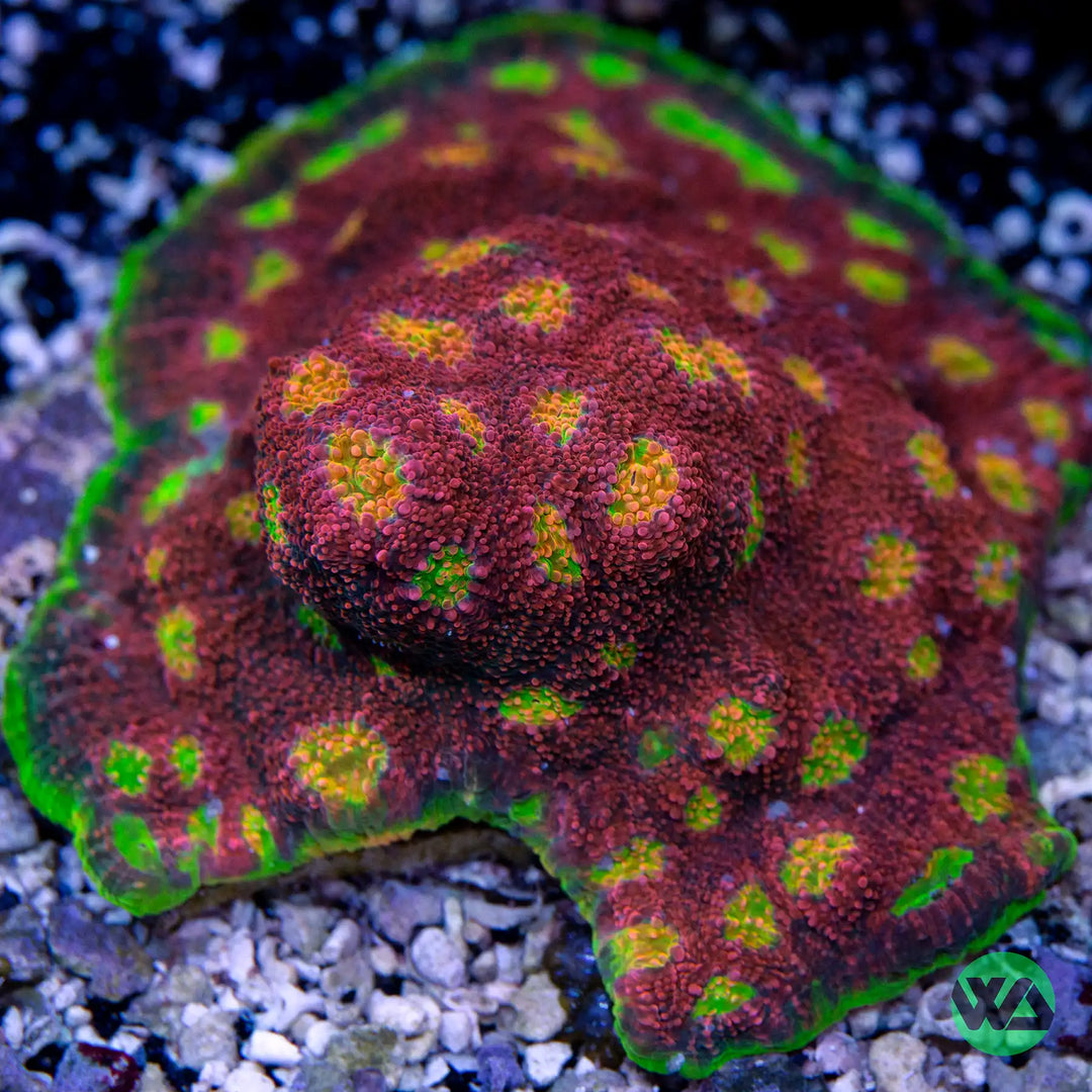WA Watermelon Chalice Coral