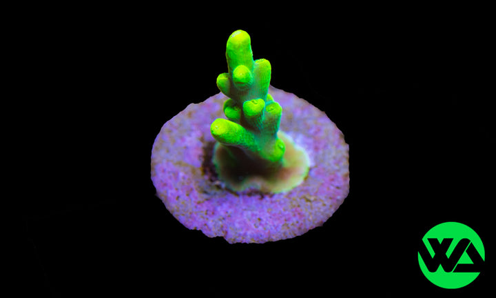 WA Glow Stick Smooth Skin Acropora, SPS - Whitlyn Aquatics - Live Coral