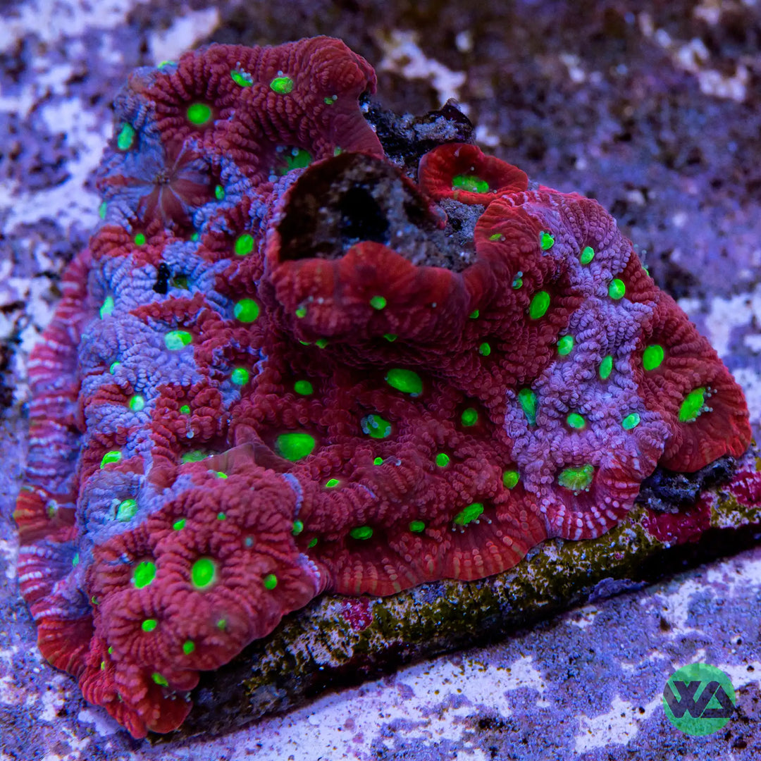 War Coral Favia