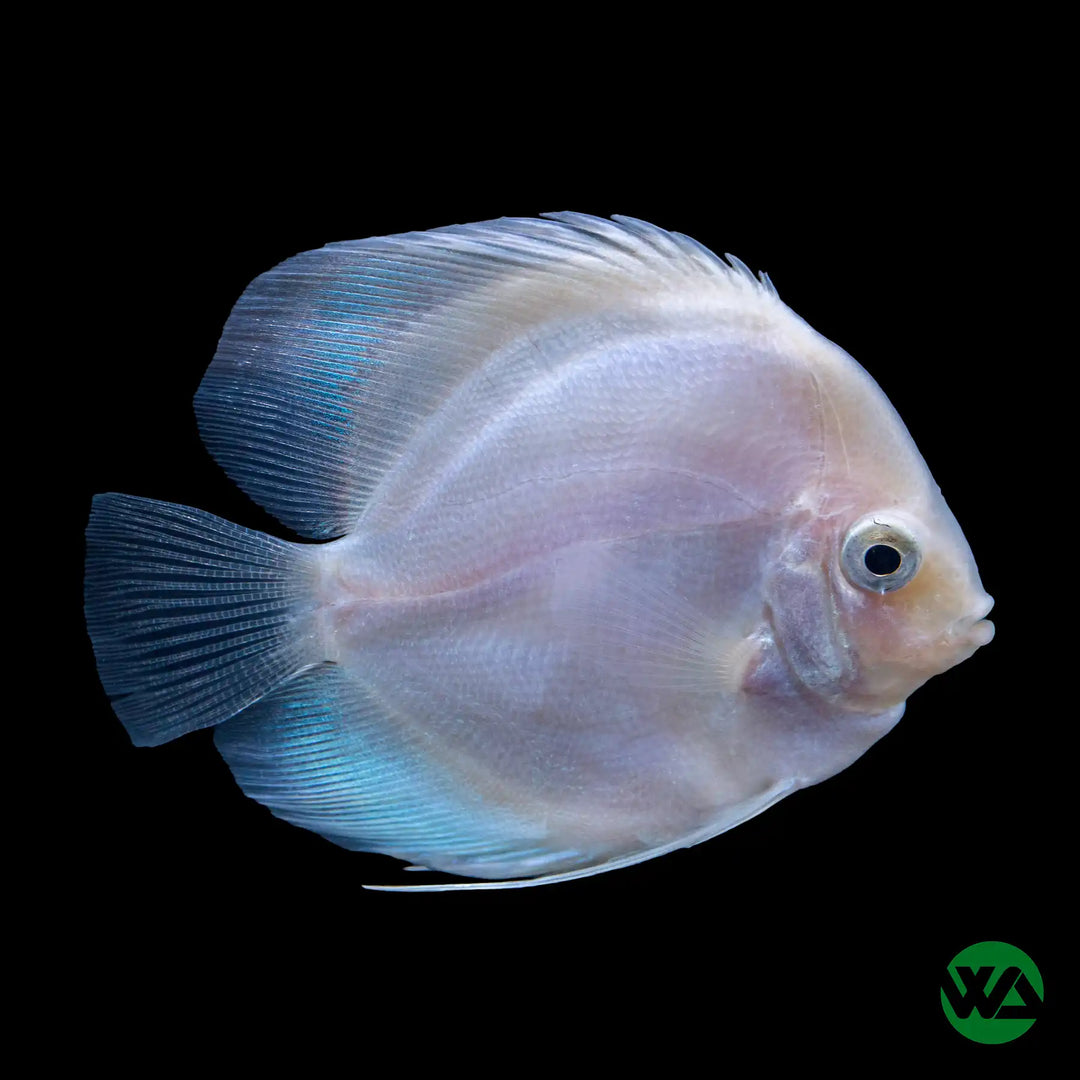 White Glass Discus - Symphysodon aequifasciatus