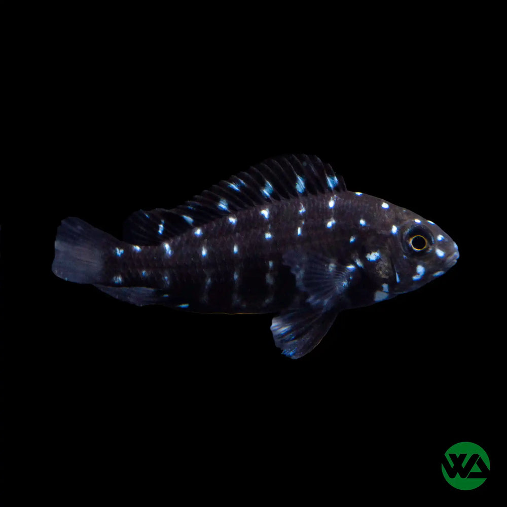 White Spotted Cichlid - Tropheus Duboisi