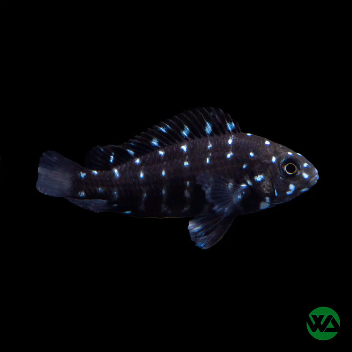 White Spotted Cichlid - Tropheus Duboisi