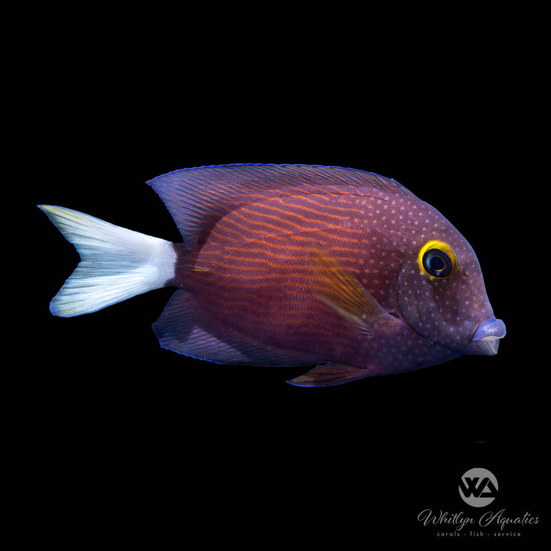 White Tail Bristletooth Tang - Ctenochaetus flavicauda