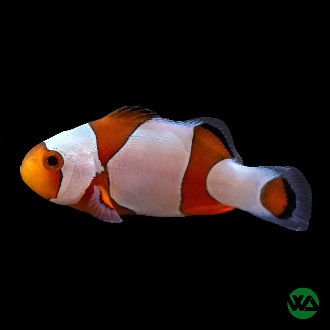 Wide Bar Black Gladiator Clownfish