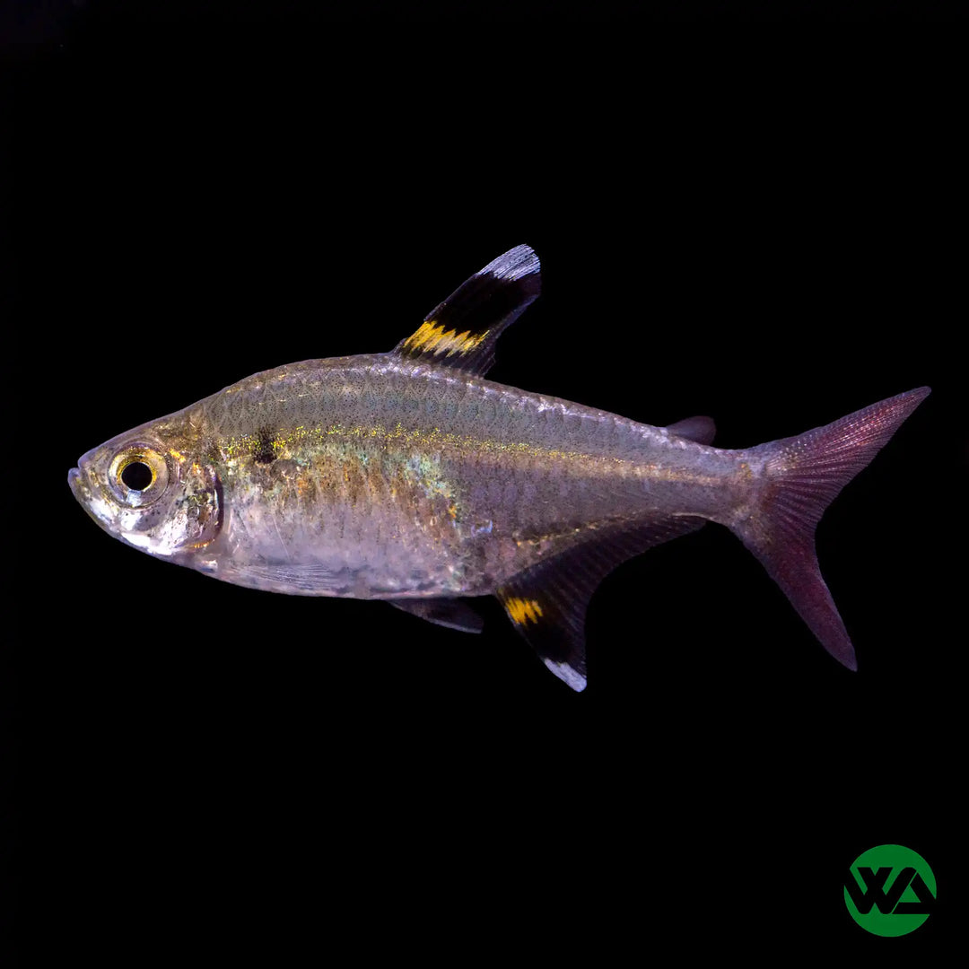 X-Ray Tetra