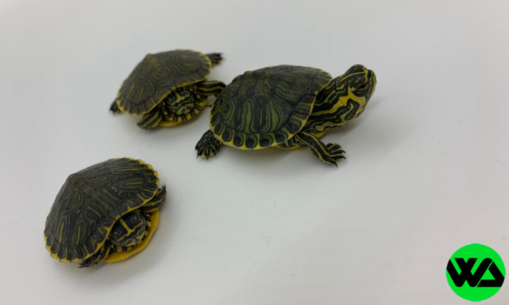 Yellow Bellied Slider Turtle - Whitlyn Aquatics