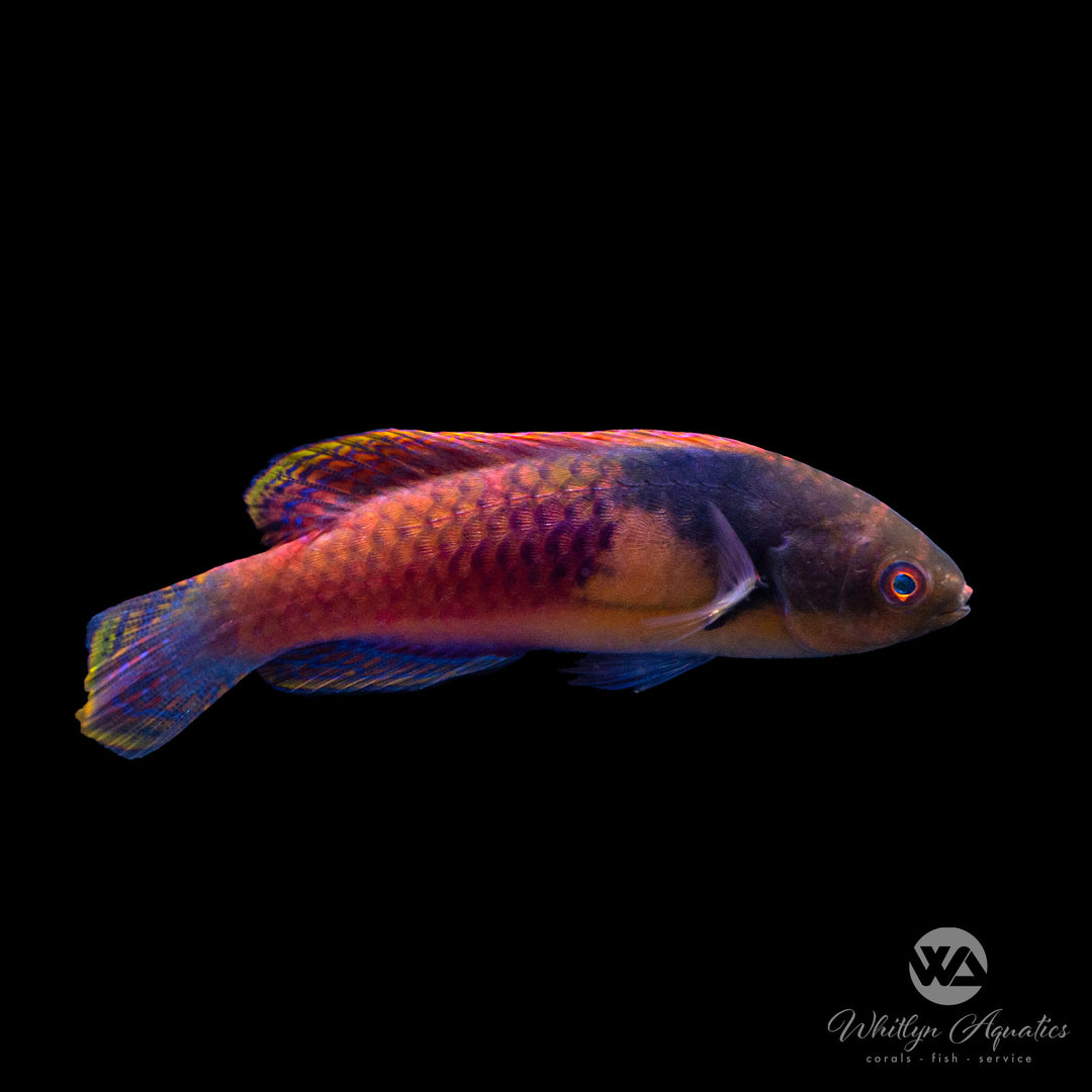 Yellow Flanked Fairy Wrasse - Cirrhilabrus cyanopleura