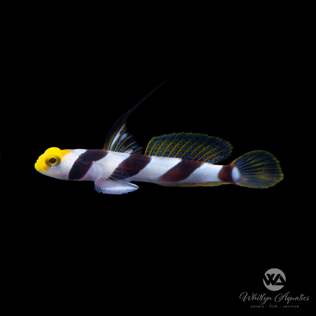 Hi Fin Red Banded Yellow Rose Goby - Stonogobiops nematodes
