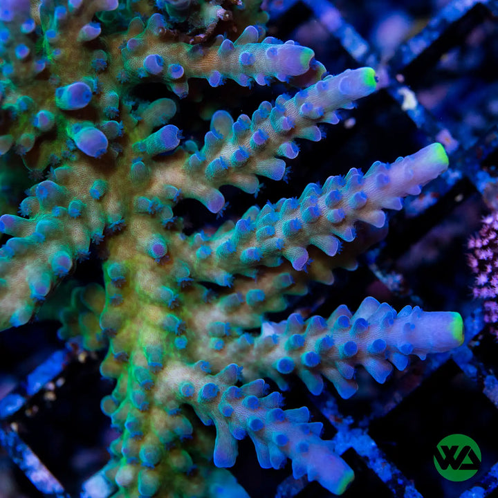 Yellow Tips Acropora