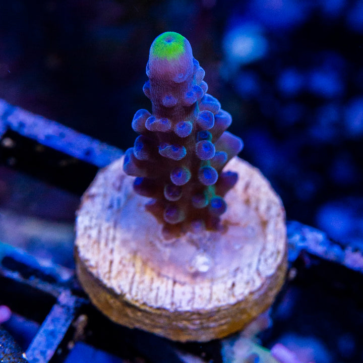 Yellow Tips Acropora Frag