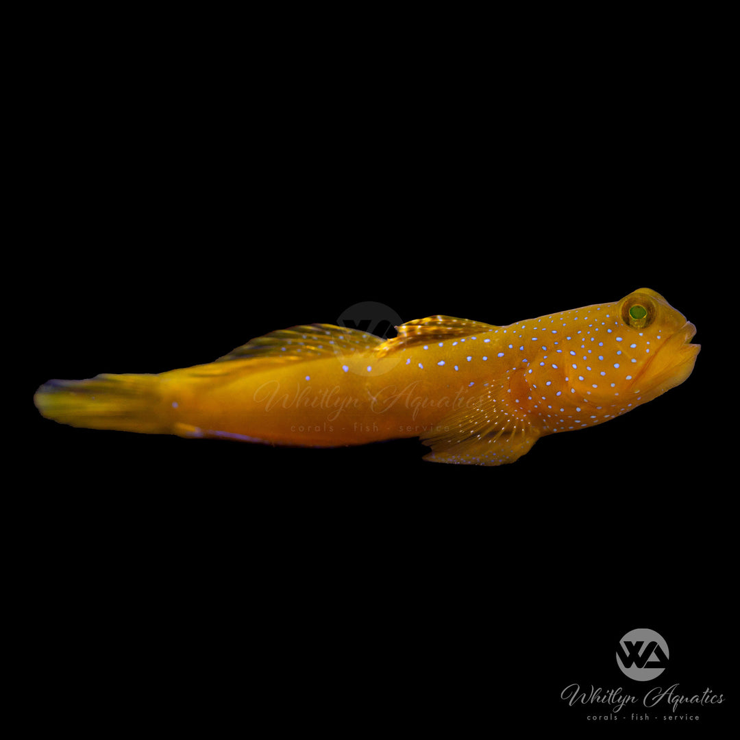 Yellow Watchman Goby - Cryptocentrus cinctus