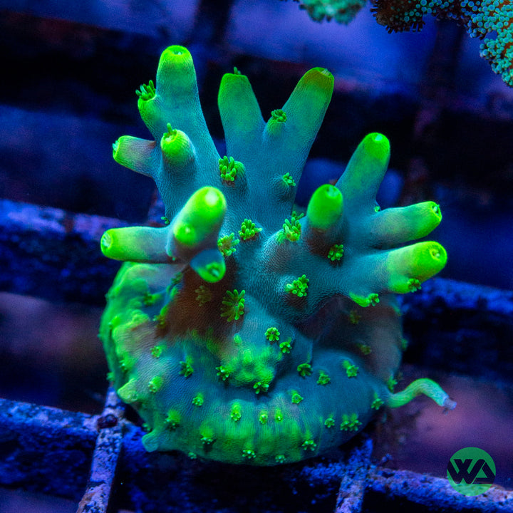 Yoda Coral Frag