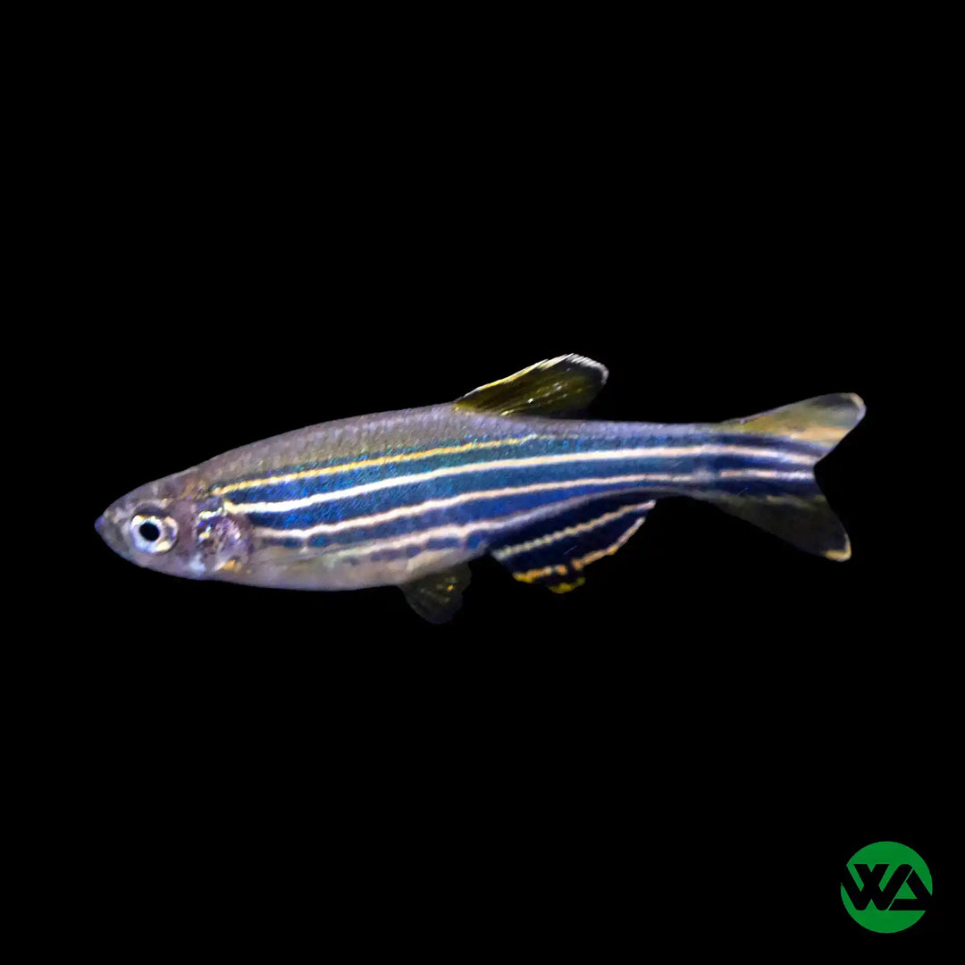 Zebra Danio 