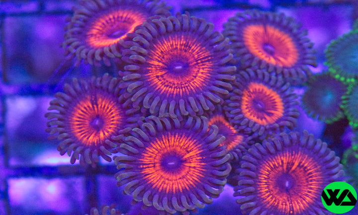 Armageddon Zoa, Zoanthid/Palythoa - Whitlyn Aquatics - Live Coral