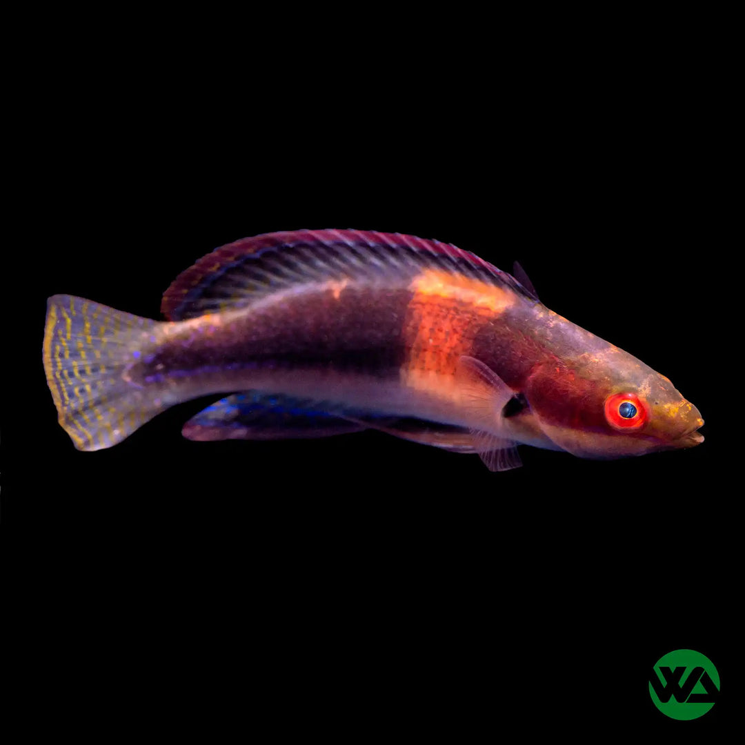 Balteatus Fairy Wrasse