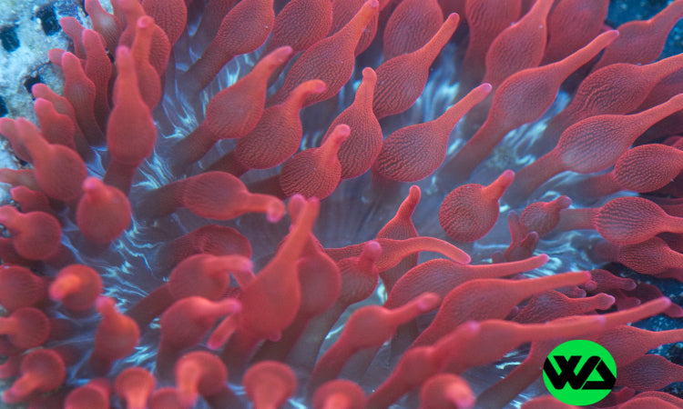 WA Morph Black Widow Anemone, Anemone - Whitlyn Aquatics - Live Coral