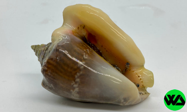 Whitlyn Aquatics - Hawkwing Hawk Wing Conch