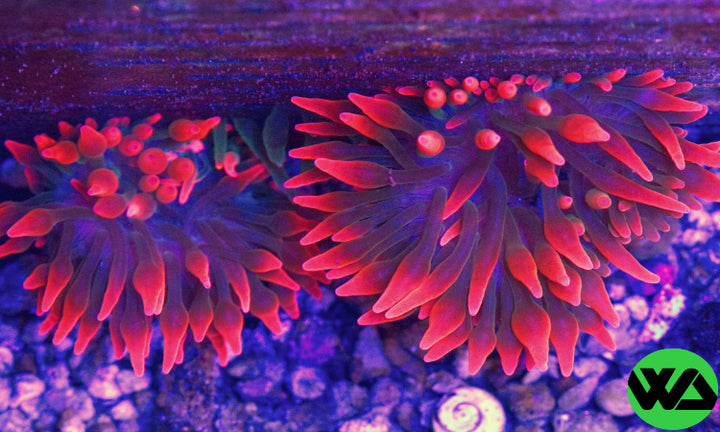 WA Fire RED Anemone, Anemone - Whitlyn Aquatics - Live Coral