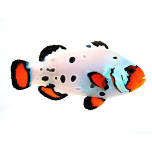 Amphiprion Ocellaris - SA - Frostbite Frozen Clownfish, Fish - Whitlyn Aquatics - Live Coral