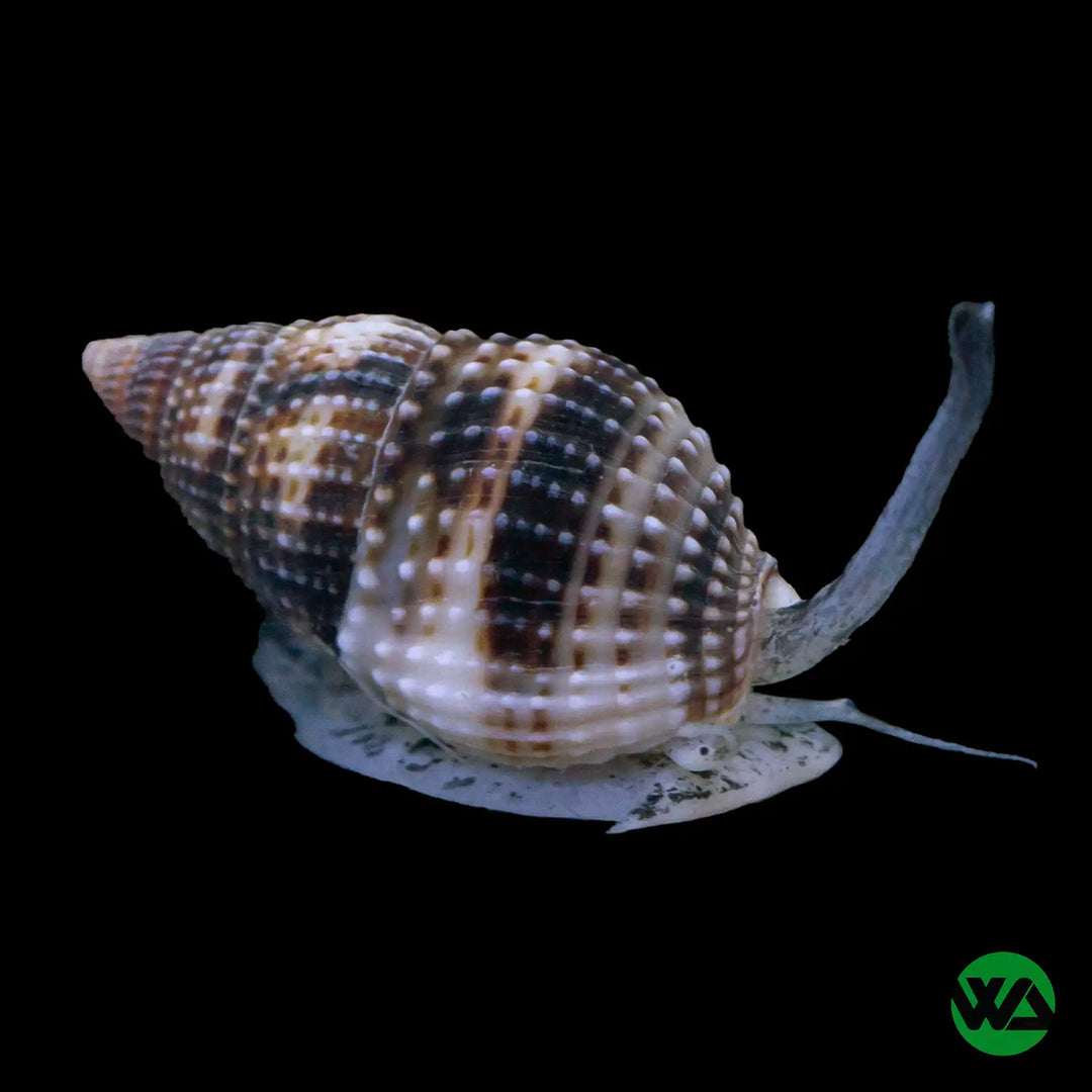 Nassarius Snail - Nassarius sp.