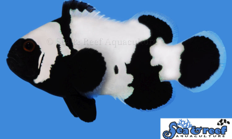Phantom Clownfish - Amphiprion Ocellaris