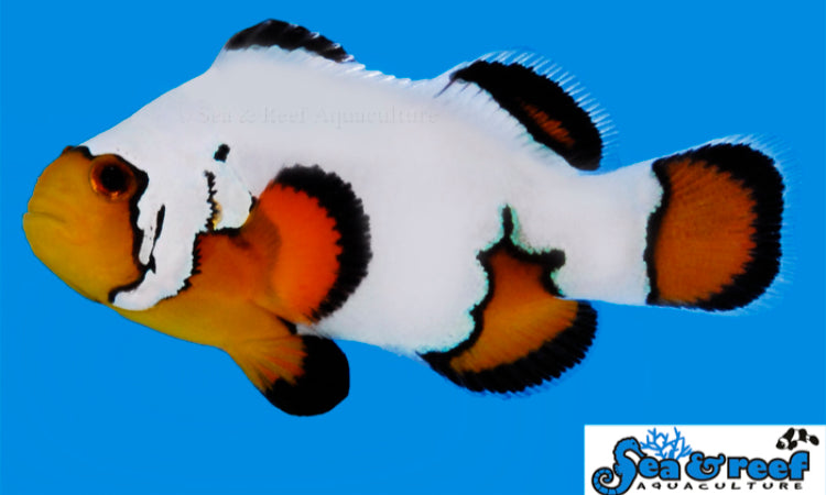 Black Ice Clownfish (Ultra) - Amphiprion Ocellaris