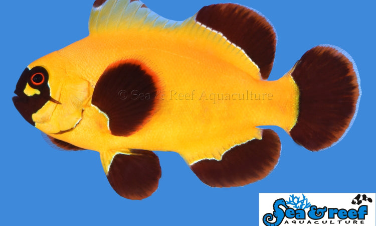 Gold Nugget Maroon Clownfish - Premnas Biaculeatus