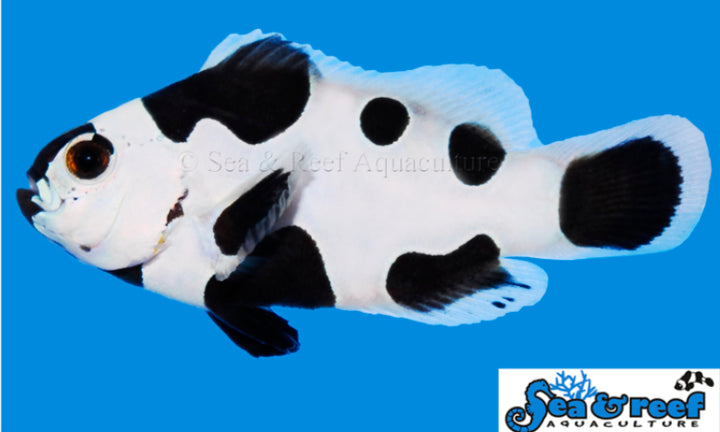 Black Storm Clownfish - Amphiprion Ocellaris