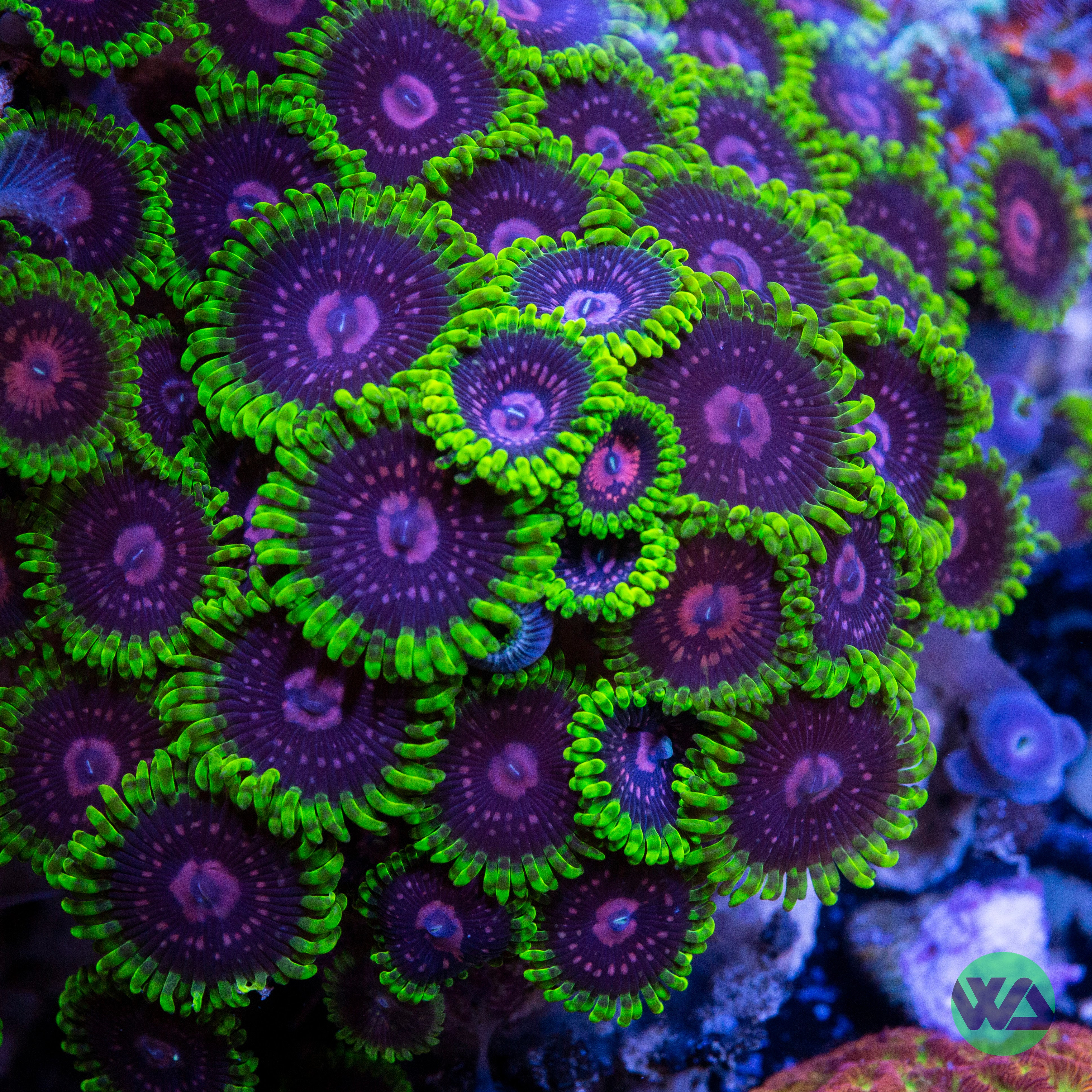 Scarlet Fever Zoa – Whitlyn Aquatics