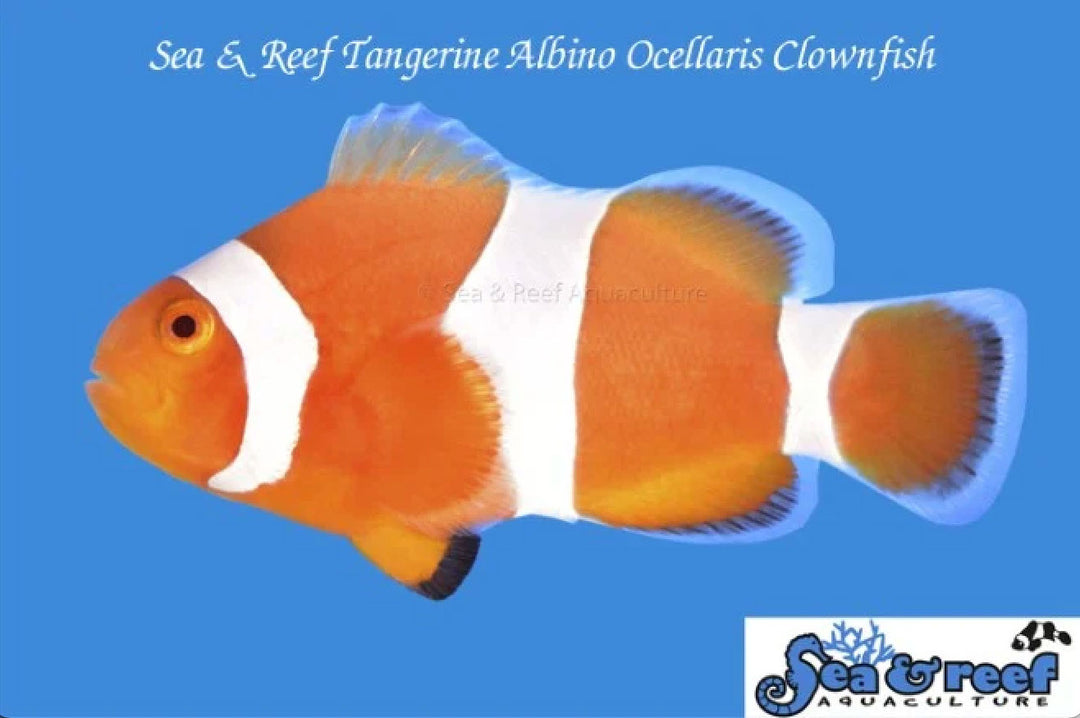 Tangerine Albino Clownfish - Amphiprion Ocellaris